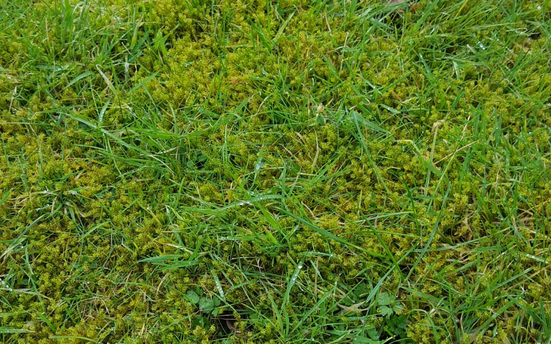 Lawn Moss… now thicker than ever